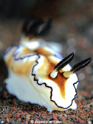 One of my first tests shooting a nudibranch with focus on... by Bruno Van Saen 